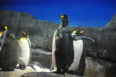 大人ペンギン子ペンギン