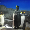 大人ペンギン子ペンギン