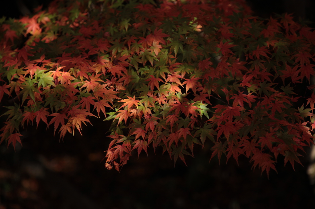 紅葉