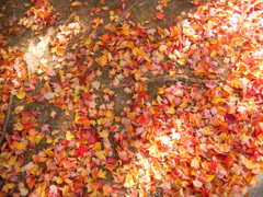 DSCN1558
