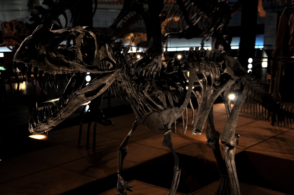 T. rex