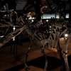 T. rex