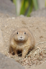 伊豆シャボテン公園の動物たち