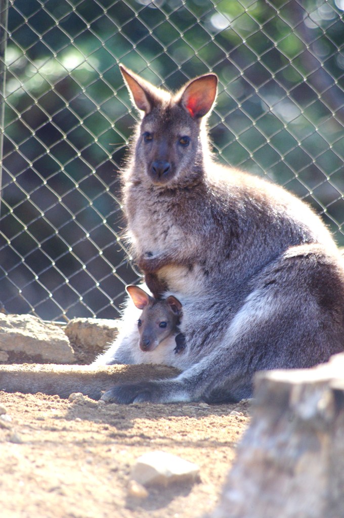 伊豆シャボテン公園の動物たち