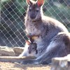 伊豆シャボテン公園の動物たち