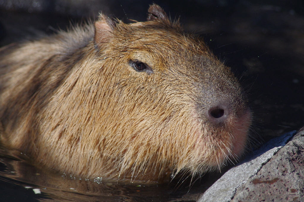 伊豆シャボテン公園の動物たち