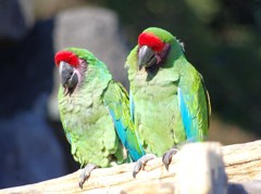 伊豆シャボテン公園の鳥たち