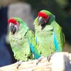 伊豆シャボテン公園の鳥たち