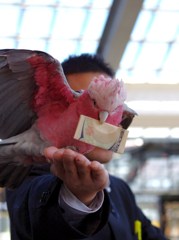 伊豆シャボテン公園の鳥たち