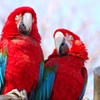 伊豆シャボテン公園の鳥たち