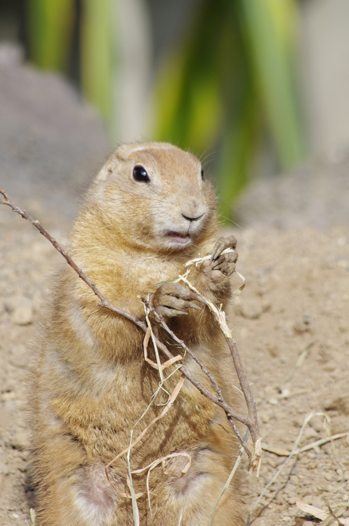伊豆シャボテン公園の動物たち