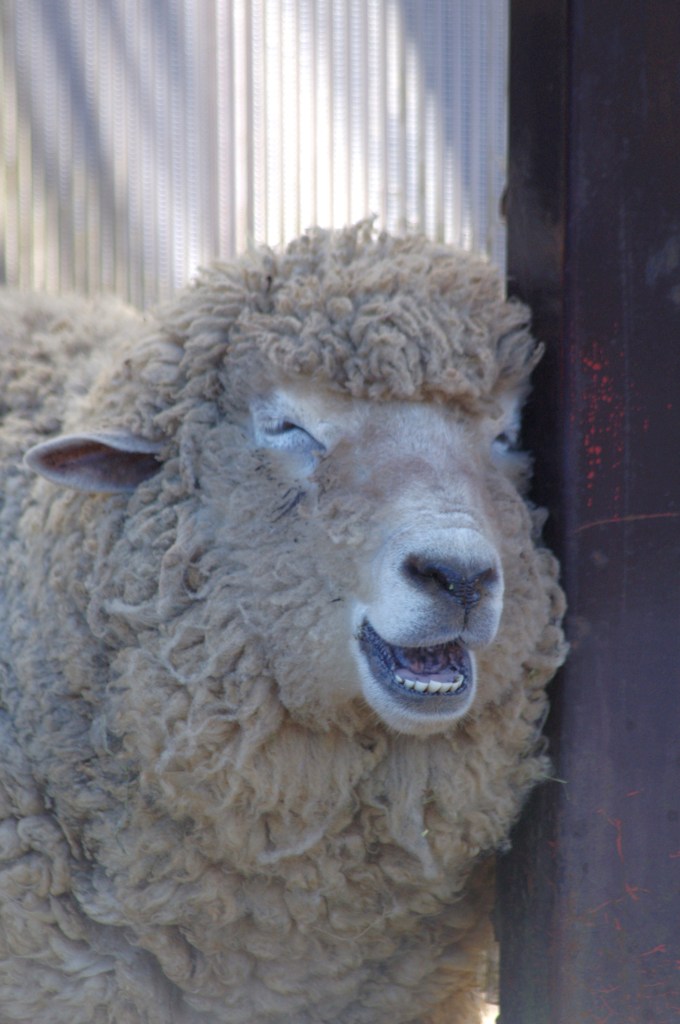 伊豆シャボテン公園の動物たち