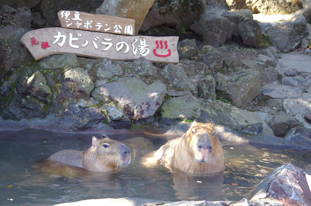伊豆シャボテン公園の動物たち