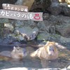 伊豆シャボテン公園の動物たち