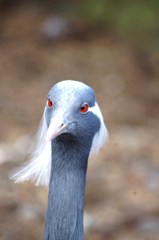 伊豆シャボテン公園の鳥たち