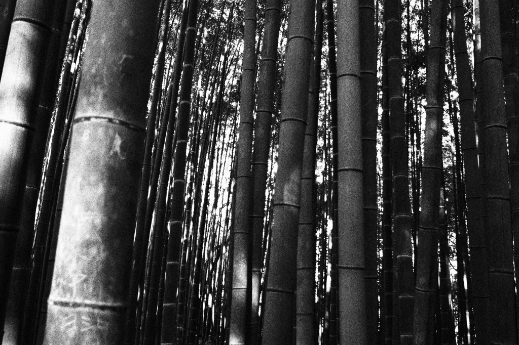 竹林