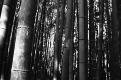 竹林
