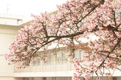 桜の枝ぶり