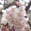 花びらのマクロ撮り