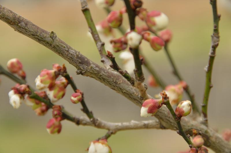 白梅の蕾