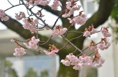 桜の接写