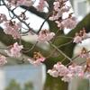 桜の接写