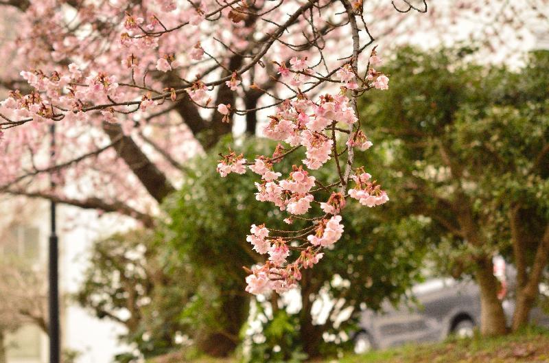 緋寒桜の枝