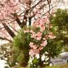 緋寒桜の枝