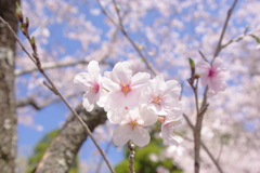 IMGP5645