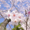 IMGP5645