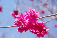 IMGP5974