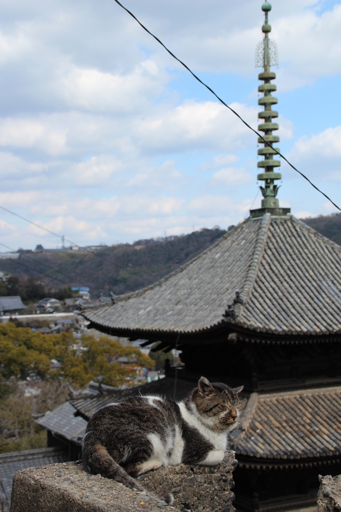 猫の観光大使