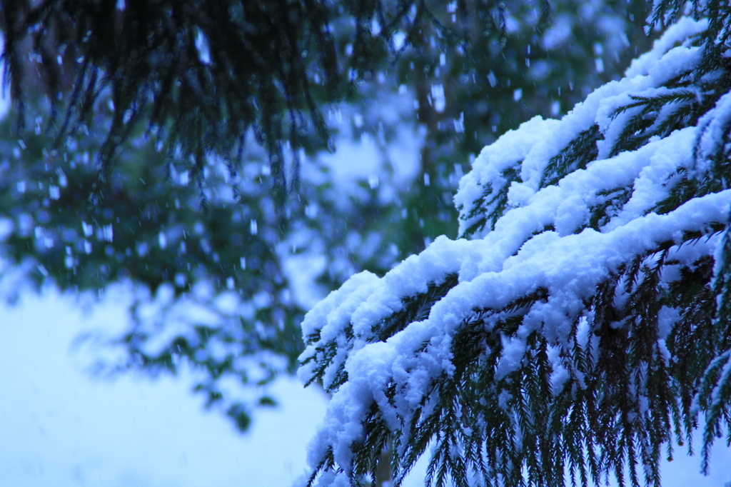 雪