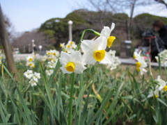 茶臼山　春