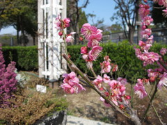 茶臼山　桃の花