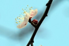 青に映えて