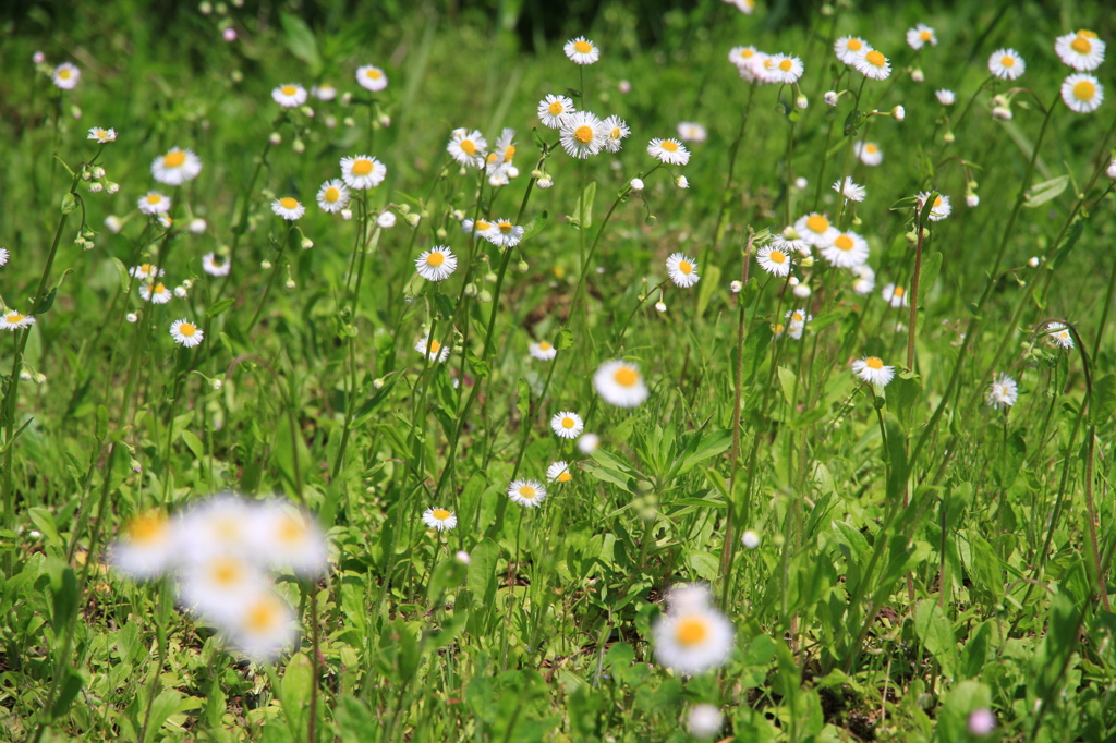 お花はな