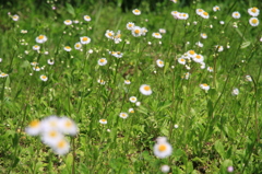 お花はな