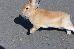 さんぽウサギ