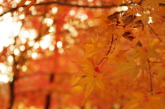 紅葉と秋空