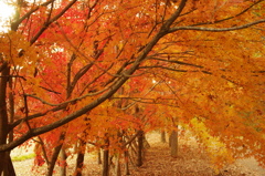 紅葉のトンネル
