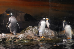 ペンギン