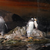 ペンギン