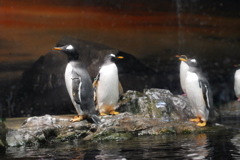ペンギン