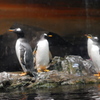 ペンギン
