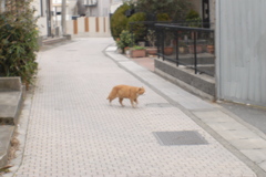 おさんぽ