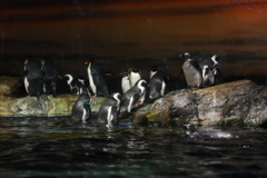 ペンギン