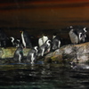 ペンギン