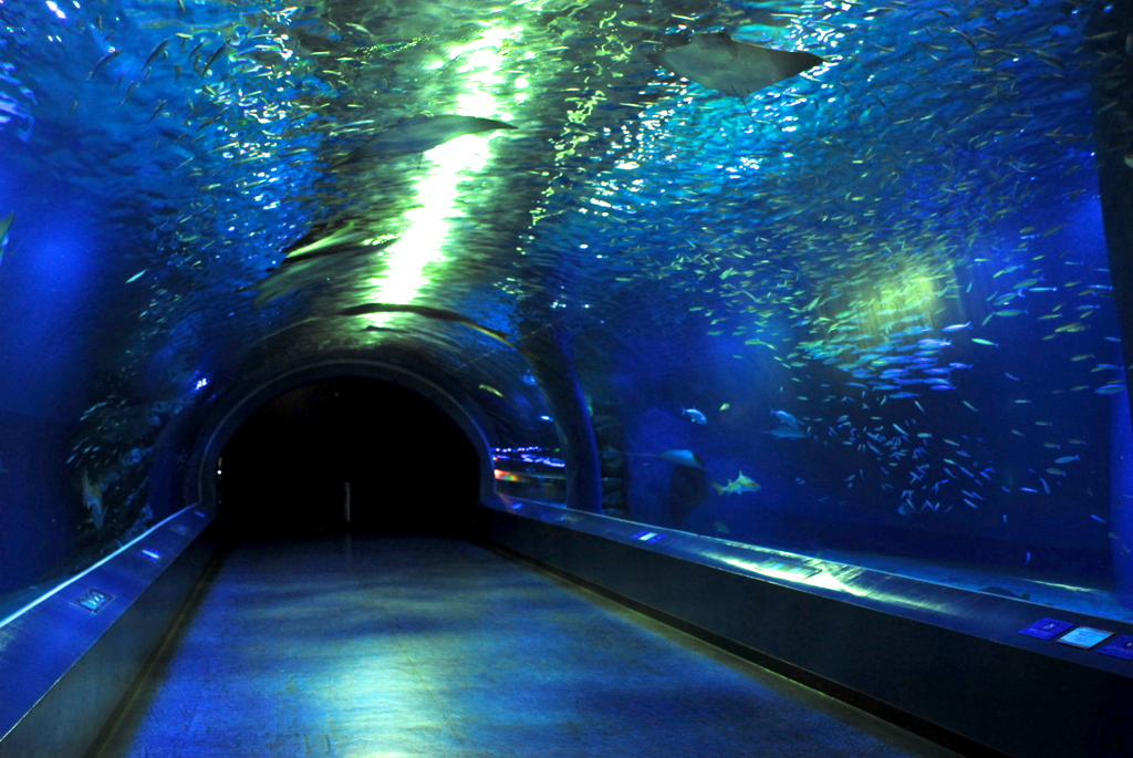 夜の水族館