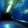 夜の水族館